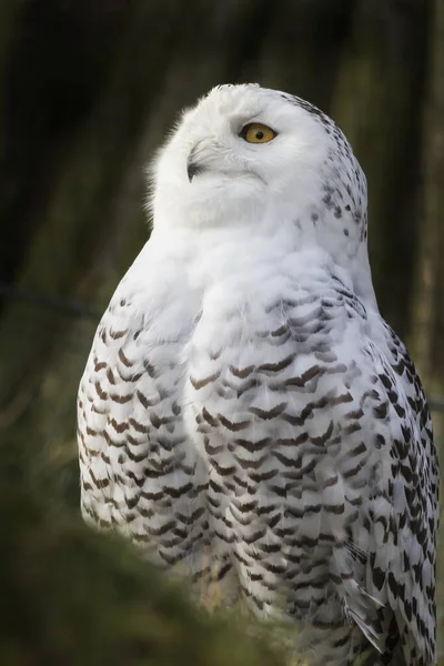 Bird Snowy Owl Close — Stok fotoğraf