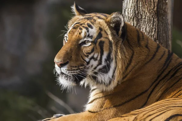 Portret Dorosłego Tygrysa Zoo Dzień — Zdjęcie stockowe