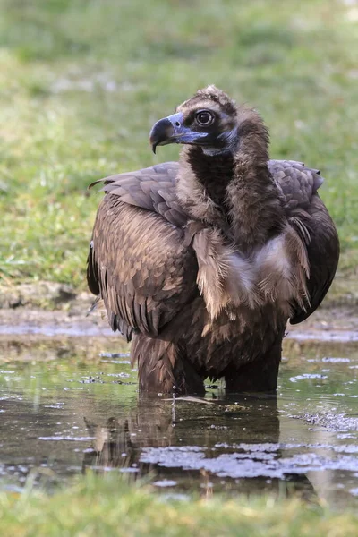 Vulture Portrait Wild Nature — Stock Photo, Image