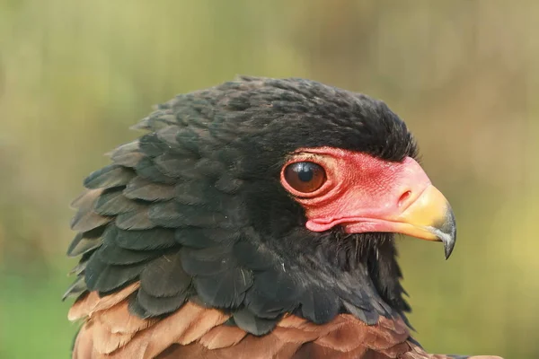 Portrait Bateleur Eagle — Φωτογραφία Αρχείου