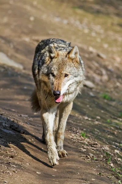 Eurasian Wolf Canis Lupus Lupus Walks Autumnal Forest — ストック写真