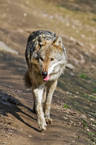 Eurasian Wolf Canis Lupus Lupus Walks Autumnal Forest — 스톡 사진