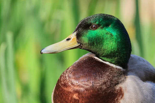Close Male Duck — Stockfoto