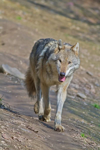 Eurasian Wolf Canis Lupus Lupus Walks Autumnal Forest — Foto Stock