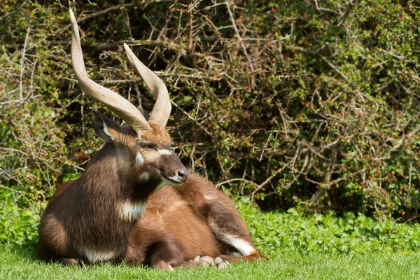 Sitatunga Grass Forest —  Fotos de Stock