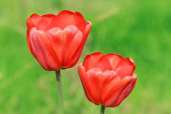 Tulipány Květiny Rostliny Zavřít — Stock fotografie
