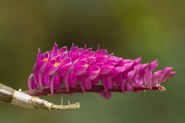 Close Van Paarse Bloem Wazig Achtergrond — Stockfoto