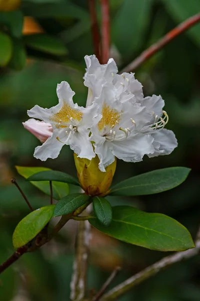 Bulanık Arkaplanda Çiçeğin Kapanışı — Stok fotoğraf