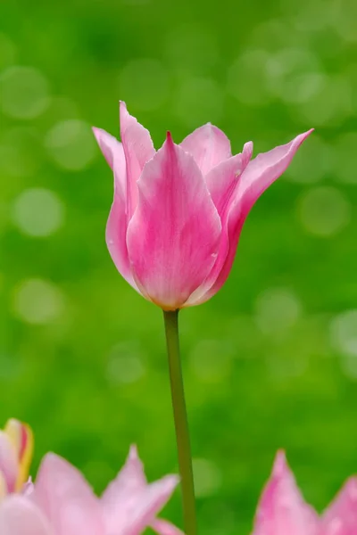 Tulipán Květiny Rostlina Zblizka — Stock fotografie