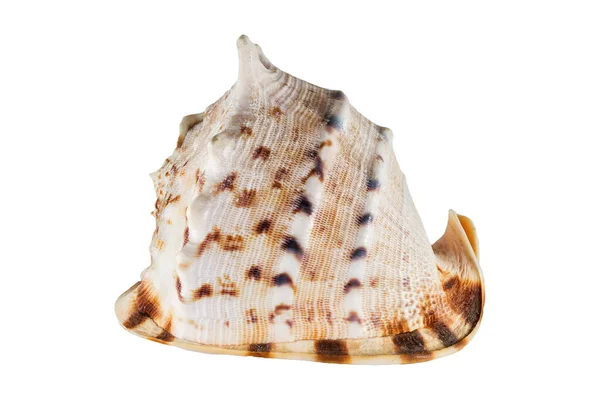 Large Sea Shell Closeup — Stockfoto