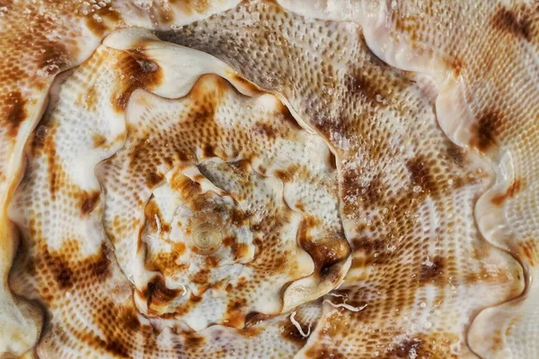 Large Sea Shell Closeup — Photo