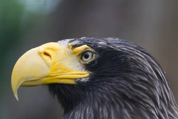 Close Eastern Eagle — Stok fotoğraf