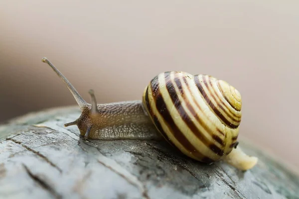 野生的蜗牛 特写镜头 — 图库照片