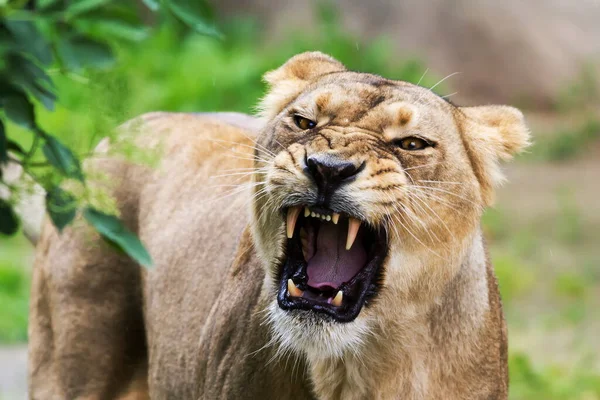 Lioness Huvud Närbild Skott Vild Natur — Stockfoto