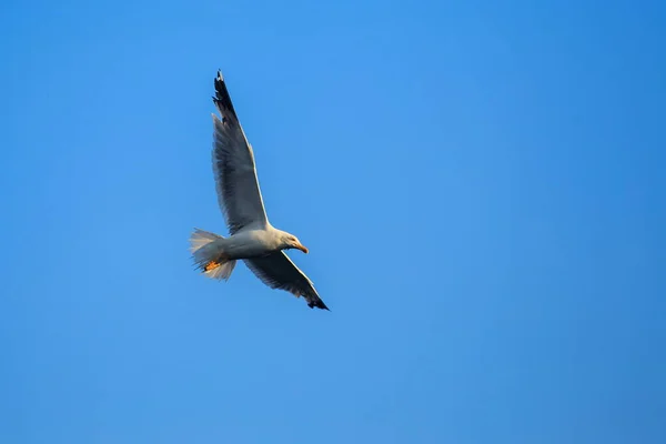 Animal Bird Seagull Flight — Stock Photo, Image