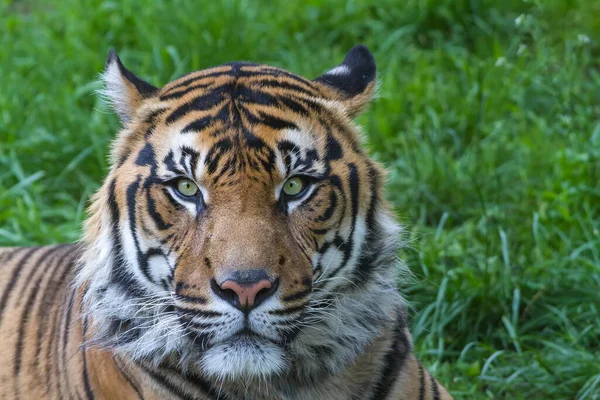 Close Shot Van Volwassen Tijger Wazige Achtergrond — Stockfoto