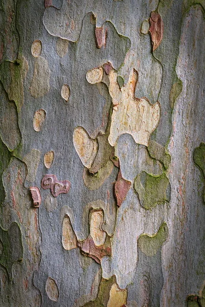 老树皮的背景 — 图库照片