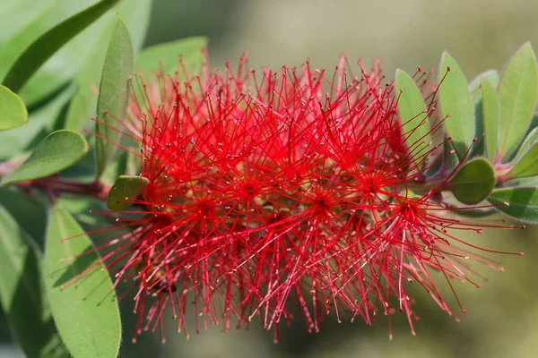 Closeup Red Flower Blurred Background — ストック写真