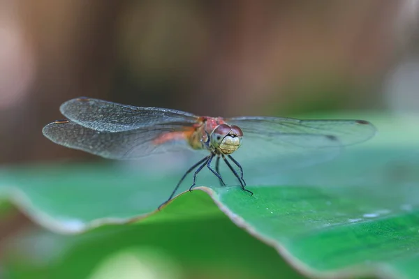 Closeup View Bug Summer — Stok fotoğraf