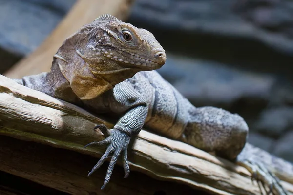 Lizard Zoo Closeup — Stock Photo, Image