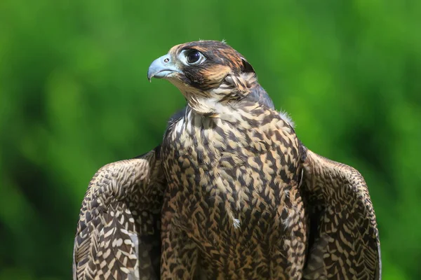 Saker Falcon Portret Bliska — Zdjęcie stockowe