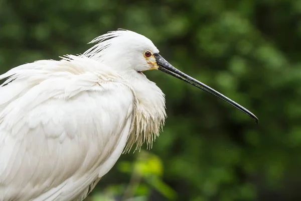 Close View Beautiful White Bird — 스톡 사진