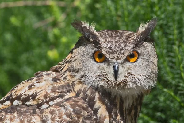 Eurasian Eagle Owl Portrait Daytime Shot Wild Nature — Stock Photo, Image