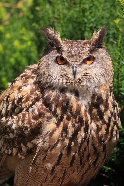 Eurasian Eagle Owl Portrait Daytime Shot Wild Nature — ストック写真