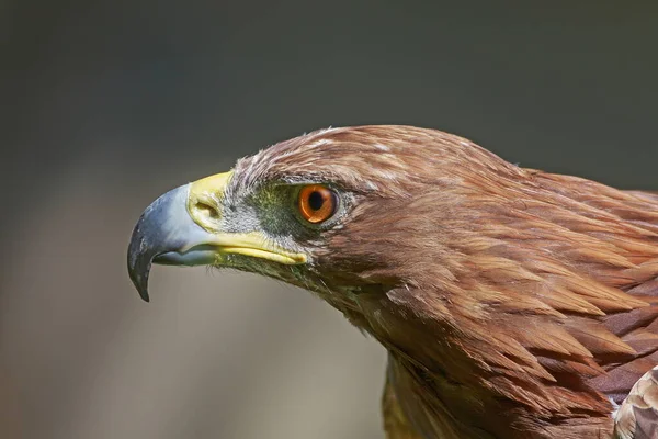 Golden Eagle Closeup Shot Blurred Background — Foto de Stock