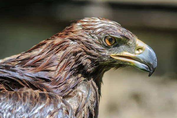 Golden Eagle Closeup Shot Blurred Background — Stockfoto