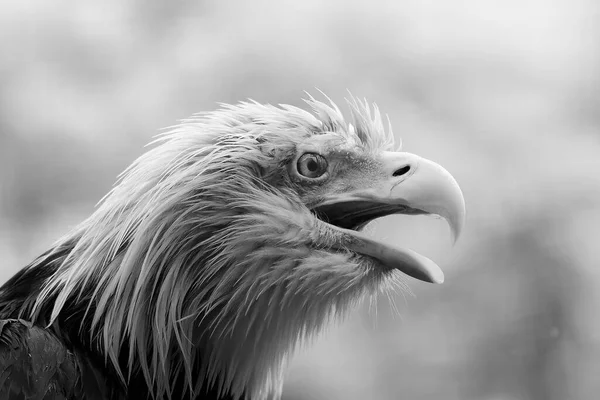 Kel Kartal Portresi Gündüz Fotoğrafı — Stok fotoğraf