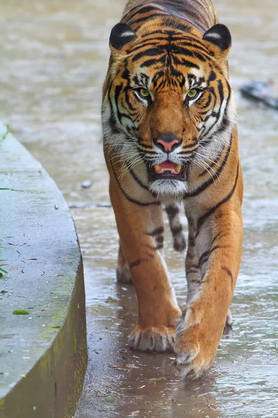 Πορτραίτο Ενήλικης Τίγρης Ζωολογικό Κήπο Την Ημέρα — Φωτογραφία Αρχείου
