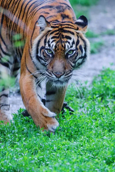 Portret Van Volwassen Tijger Dierentuin Overdag — Stockfoto