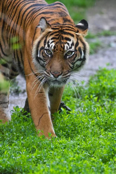 Portrait Adult Tiger Zoo Daytime — Stockfoto