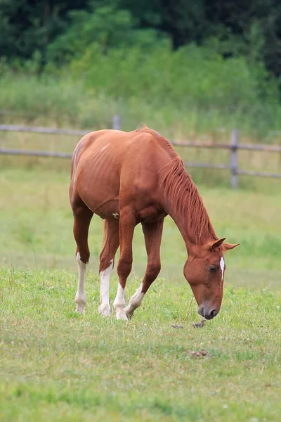 Fawn Paard Groen Veld — Stockfoto