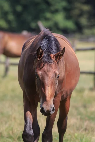 Fawn Paard Groen Veld — Stockfoto