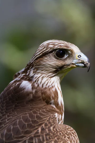 Saker Falcon Retrato Primer Plano —  Fotos de Stock