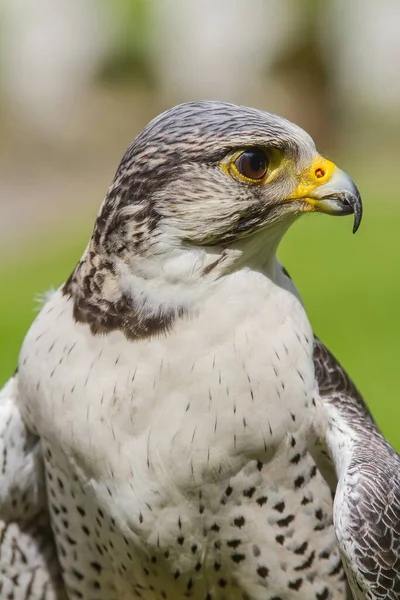 Saker Falcon Vicino — Foto Stock