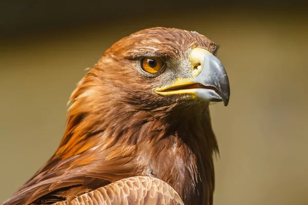 Golden Eagle Closeup Shot Blurred Background — Stock fotografie