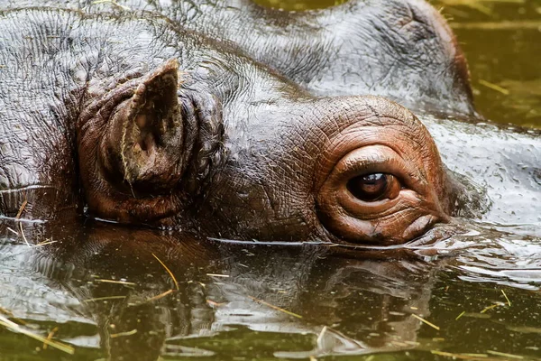 Hippopotamus Amphibius Water Wildlife — Stock Photo, Image