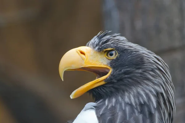 Portrait Eastern Eagle Close — Foto de Stock