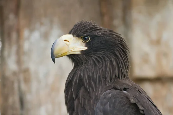 Close Eastern Eagle — Foto de Stock