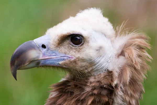 fauna, bird close up