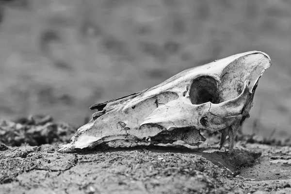animal skull in the desert