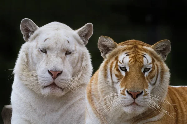 Белый Тигр Золотой Индийский Тигр — стоковое фото
