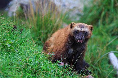 Vahşi doğada Wolverine portresi