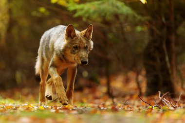 Avrasya kurdu sonbahar ormanlarında yetişmiş.