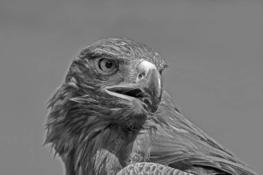 Bulanık arkaplan ile Altın Kartal yakın çekim