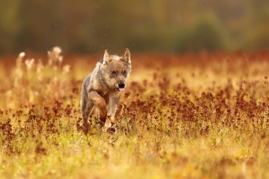 Avrasya kurdu vahşi doğada çayırda koşuyor.