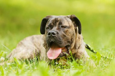 Genç köpek Cane Corso parkta yatıyor.